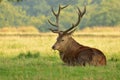 Red deer head, Cervus elaphus Royalty Free Stock Photo