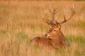 Red deer head, Cervus elaphus Royalty Free Stock Photo