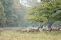 Red deer herd in autumn Royalty Free Stock Photo