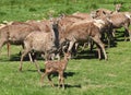 Red Deer Herd & Fawn Royalty Free Stock Photo