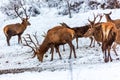 Red deer herd in the forest in winter Royalty Free Stock Photo