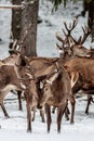 Red deer herd in the forest in winter Royalty Free Stock Photo