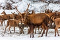 Red deer herd in the forest in winter Royalty Free Stock Photo