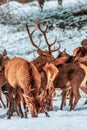 Red deer herd in the forest in winter Royalty Free Stock Photo