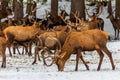 Red deer herd in the forest in winter Royalty Free Stock Photo