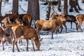 Red deer herd in the forest in winter Royalty Free Stock Photo