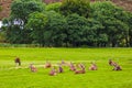 Red deer herd in natural environment on Island Arran, Scotland Royalty Free Stock Photo