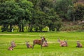 Red deer herd in natural environment on Island Arran, Scotland Royalty Free Stock Photo