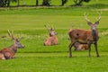 Red deer herd in natural environment on Island Arran, Scotland Royalty Free Stock Photo