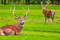Red deer herd in natural environment on Island Arran, Scotland Royalty Free Stock Photo