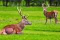 Red deer herd in natural environment on Island Arran, Scotland Royalty Free Stock Photo