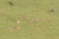 Red deer herd relaxing Royalty Free Stock Photo