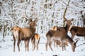 Red deer herd in the winter forest Royalty Free Stock Photo