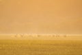 Red deer herd standing on field in orange morning mist Royalty Free Stock Photo