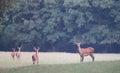 Red deer herd Royalty Free Stock Photo