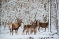 Red deer herd in the winter forest Royalty Free Stock Photo