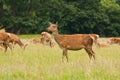 Red Deer hind Royalty Free Stock Photo