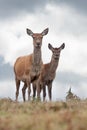 Red Deer Hind and Calf, Cervus elaphus