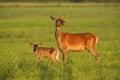 Red deer hind with calf walking at sunset.