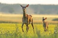 Red deer hind with calf walking at sunset. Royalty Free Stock Photo