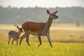 Red deer hind with calf walking at sunset. Royalty Free Stock Photo
