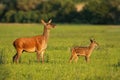 Red deer hind with calf walking at sunset.