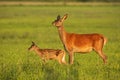 Red deer hind with calf walking at sunset. Royalty Free Stock Photo