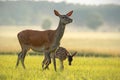 Red deer hind with calf walking at sunset. Royalty Free Stock Photo