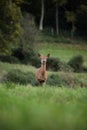 Red Deer Hind Royalty Free Stock Photo