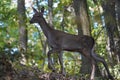 Red Deer Hind, Cervus elaphus in the forest