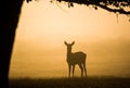 Red deer hind at dawn, looking for the rest of the herd Royalty Free Stock Photo