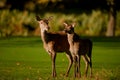 Red Deer Hind with Fawn Royalty Free Stock Photo