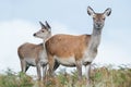 Red Deer Hind and Fawn Cervus elaphus Royalty Free Stock Photo