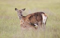 Red deer hind feeding a calf in the meadow in summer Royalty Free Stock Photo