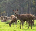 Red Deer Hind and Herd Royalty Free Stock Photo