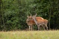 Red deer hind mother sniffing its fawn in summer on a meadow Royalty Free Stock Photo
