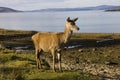 Red deer hind on the shore of Lochranza Royalty Free Stock Photo