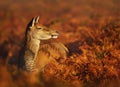 Red deer hind standing in the field of fern in autumn