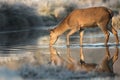 Red deer hind in a stream of water Royalty Free Stock Photo