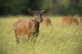 Red deer hind in summer with herd in background Royalty Free Stock Photo