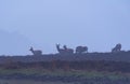 Red deer hinds in hilly heather in morning mist. Royalty Free Stock Photo