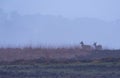 Red deer hinds in hilly heather in morning mist. Royalty Free Stock Photo