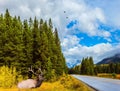 Red deer with branching horns resting