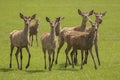 Red deer