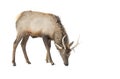 A Red deer isolated on white background feeding in the winter snow in Canada Royalty Free Stock Photo