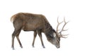 A Red deer isolated on white background feeding in the winter snow in Canada