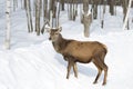 A Red deer isolated on white background feeding in the winter snow in Canada Royalty Free Stock Photo