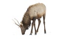 A Red deer isolated on white background feeding in the winter snow in Canada