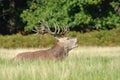 Red deer with jackdaw, Cervus elaphus Royalty Free Stock Photo