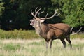 Red deer with jackdaw, Cervus elaphus Royalty Free Stock Photo